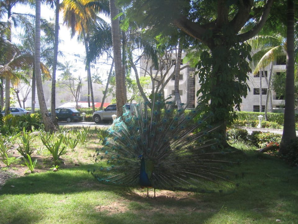 Павлин Vista Sol Punta Cana