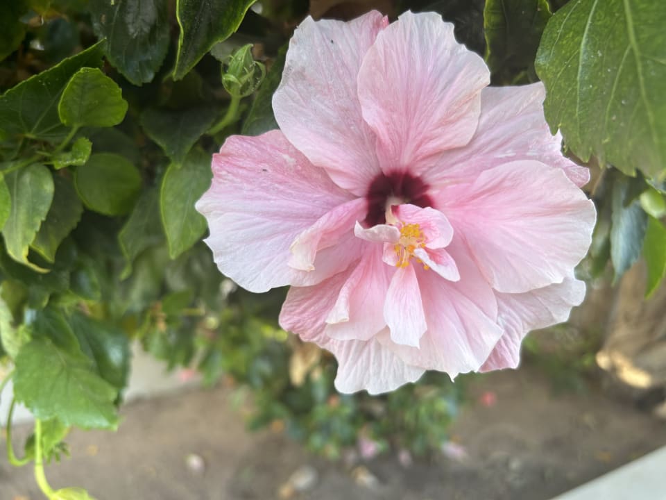 Gartenanlage Jaz Bluemarine