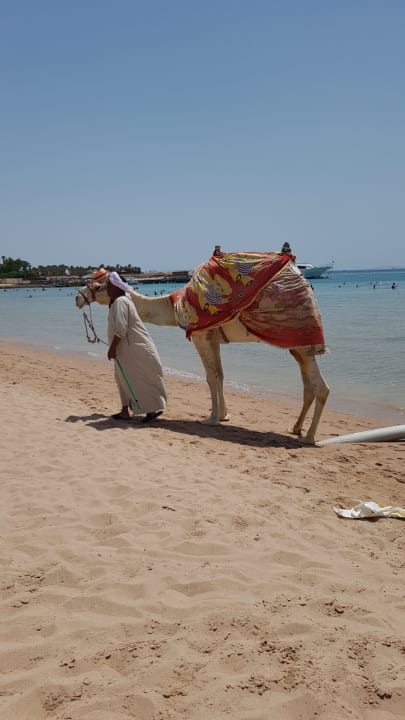 Strand Pickalbatros White Beach Resort - Hurghada