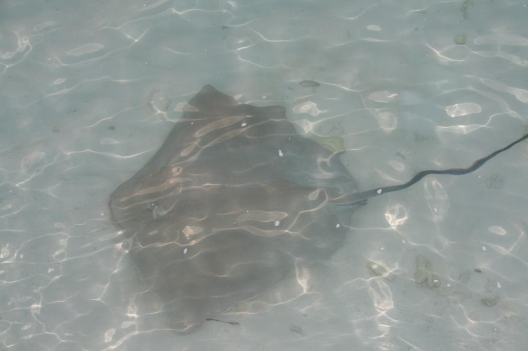 Strand Kuramathi Maldives