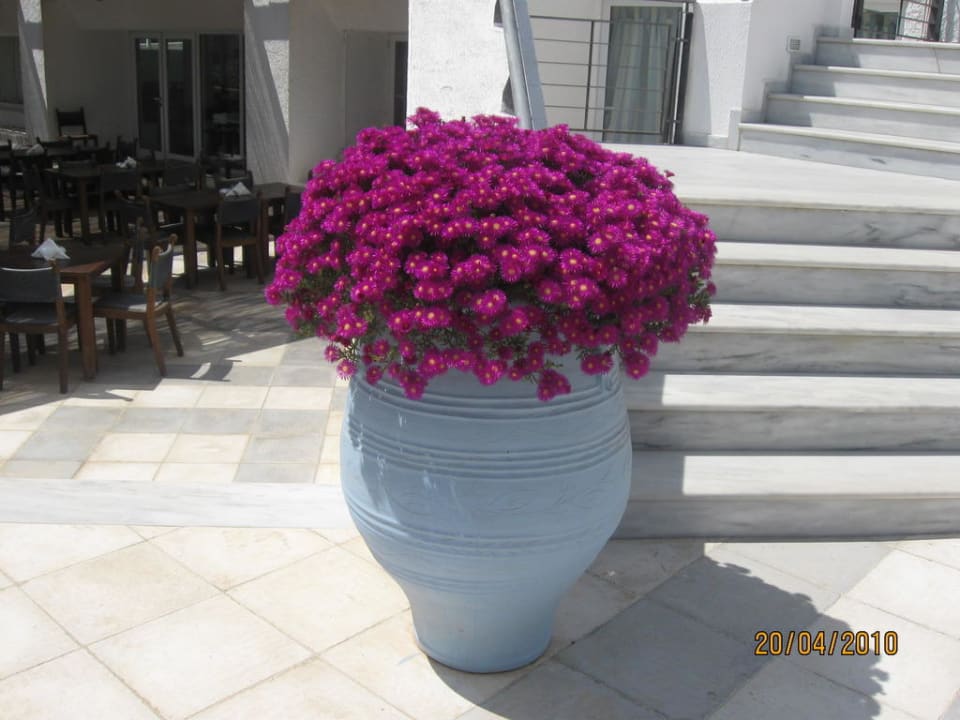 Schöne Blumen sind überall gepflanzt Brown Beach Eretria