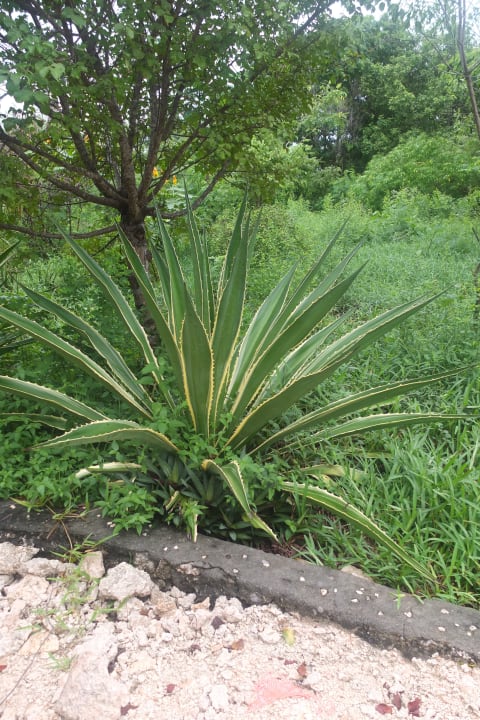 Gartenanlage Spice Island Hotel & Resort