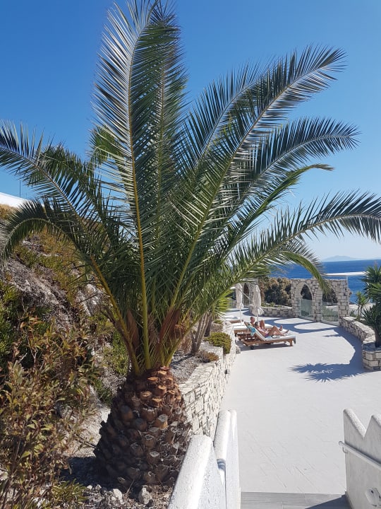Gartenanlage Dimitra Beach Hotel & Suites