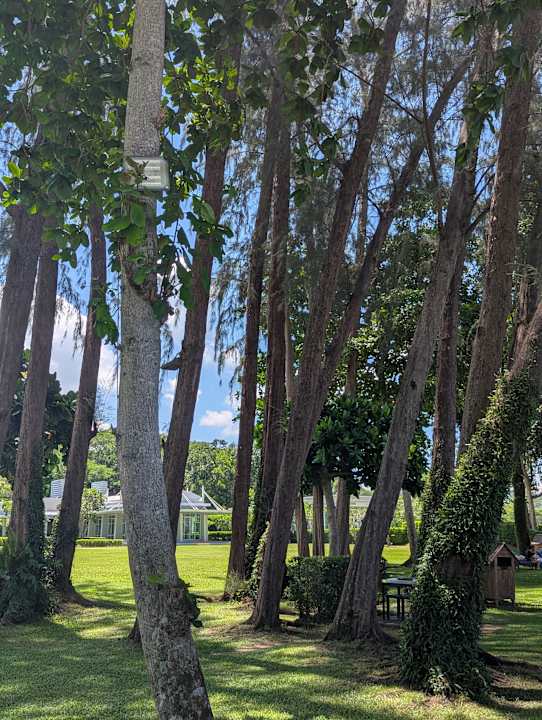 Gartenanlage Dusit Thani Krabi Beach Resort