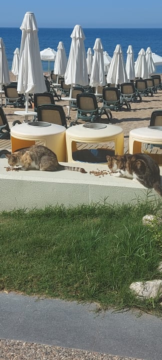 Strand Side Star Elegance