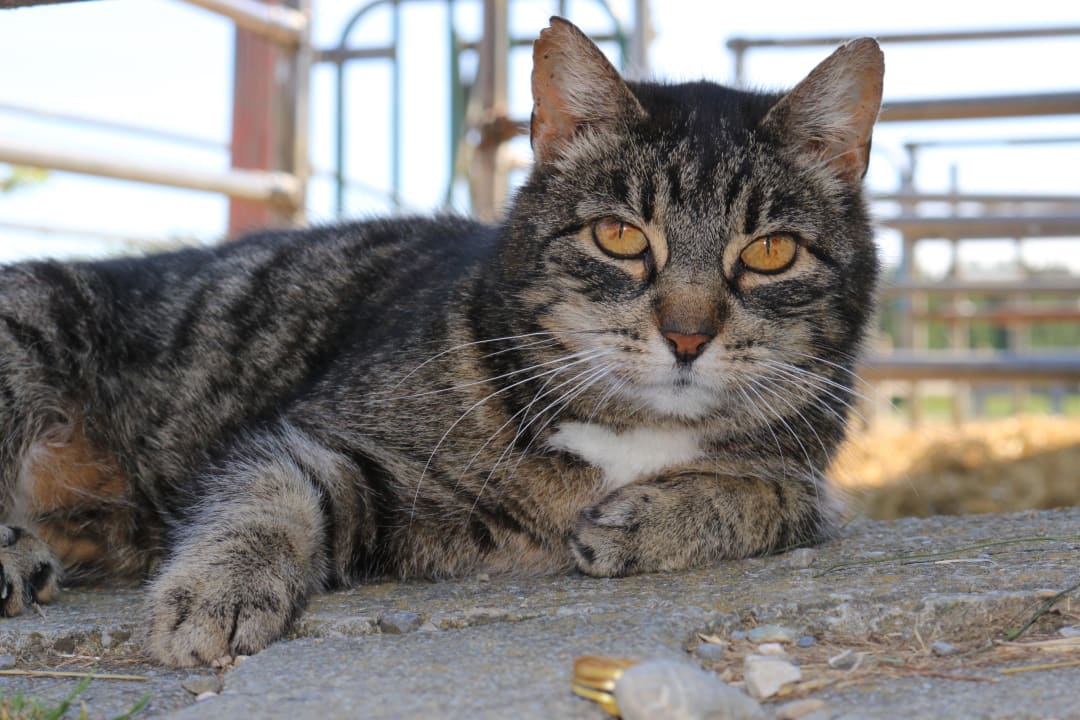 Miau Ferienhof Jehle