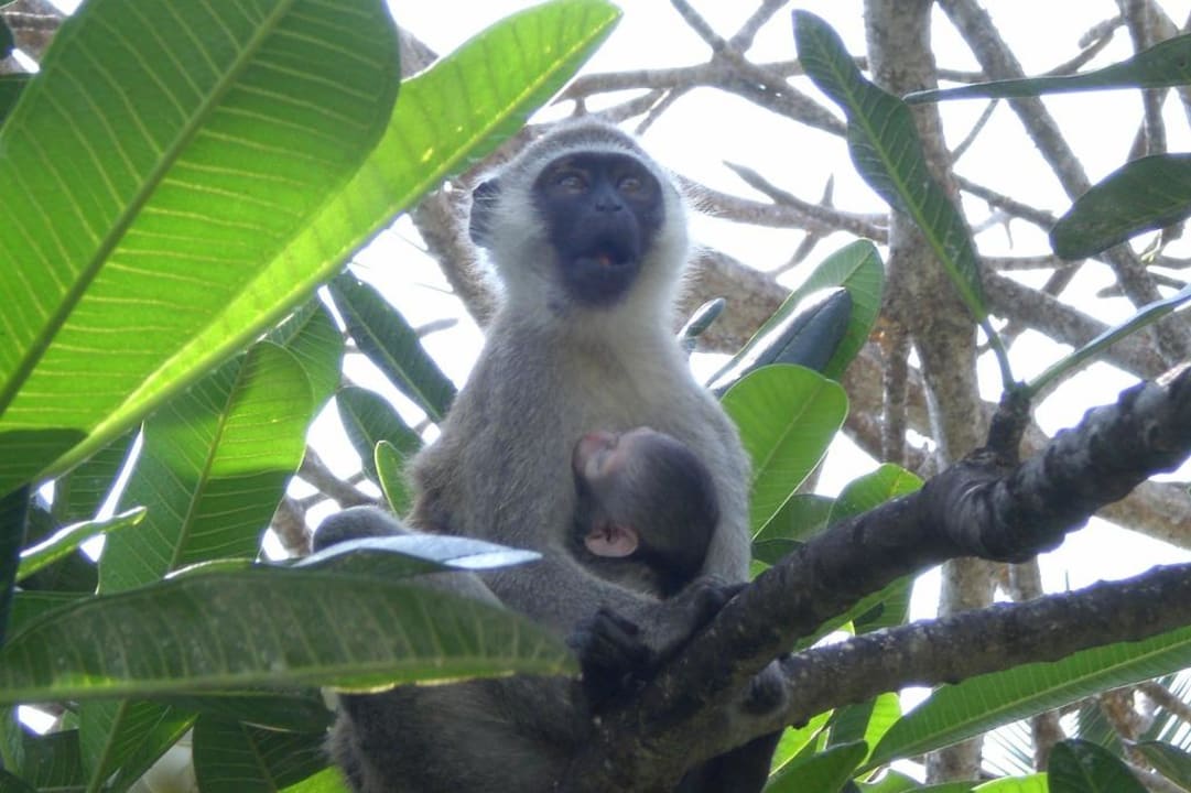 Affenmama mit Baby Baobab Beach Resort & Spa