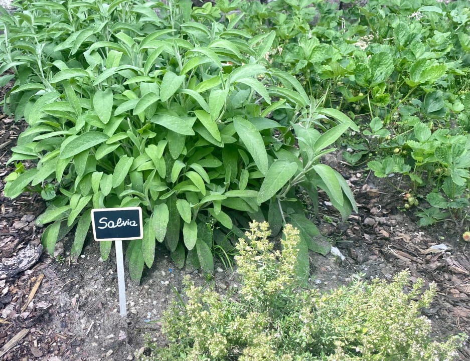 Gartenanlage Residence Villa Stella