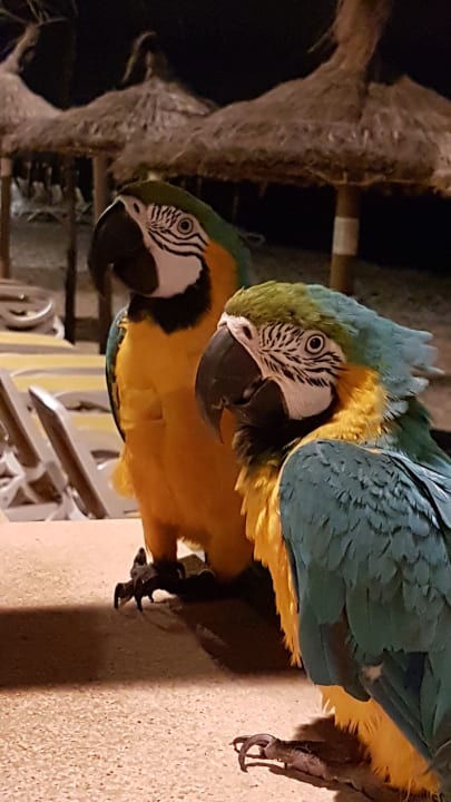 Sonstiges The Sea Hotel by Grupotel - Adults only