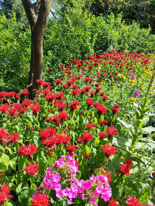 Gartenanlage Gästehaus Schneiderannerl
