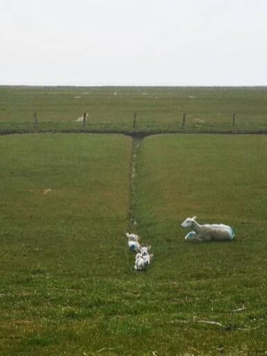Ausblick Ferienhaus Hemenswarft direkt an der Nordsee mit Meerblick