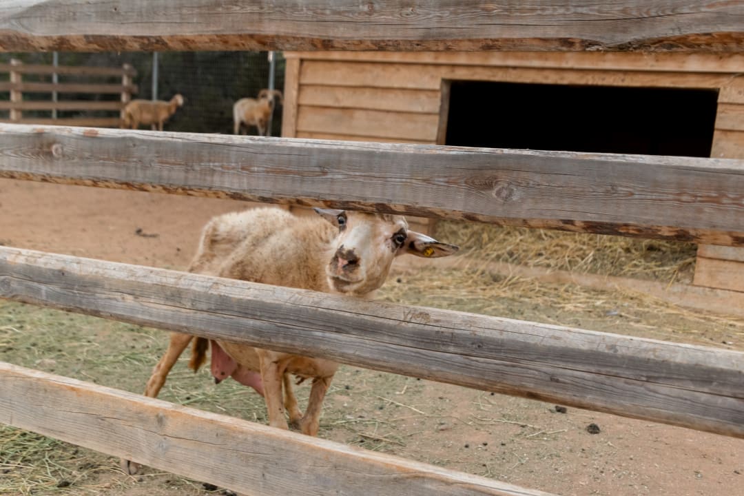 Sport & Freizeit Atlantica Plimmiri