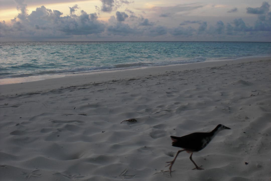 Ein Piepmatz am Strand Biyadhoo Island Resort