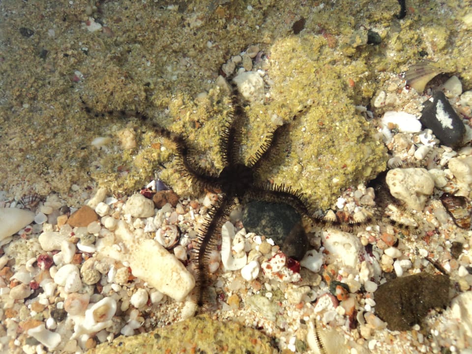 Östl. Strandabschnitt Steigenberger Coraya Beach - Adults only