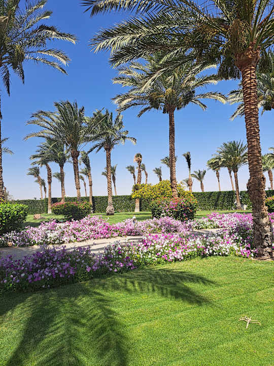 Gartenanlage Desert Rose