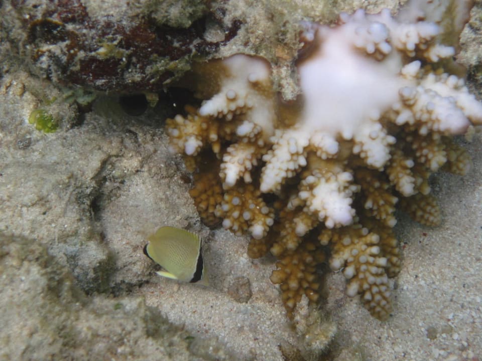 Hausriff Hotel Matamanoa Island Resort