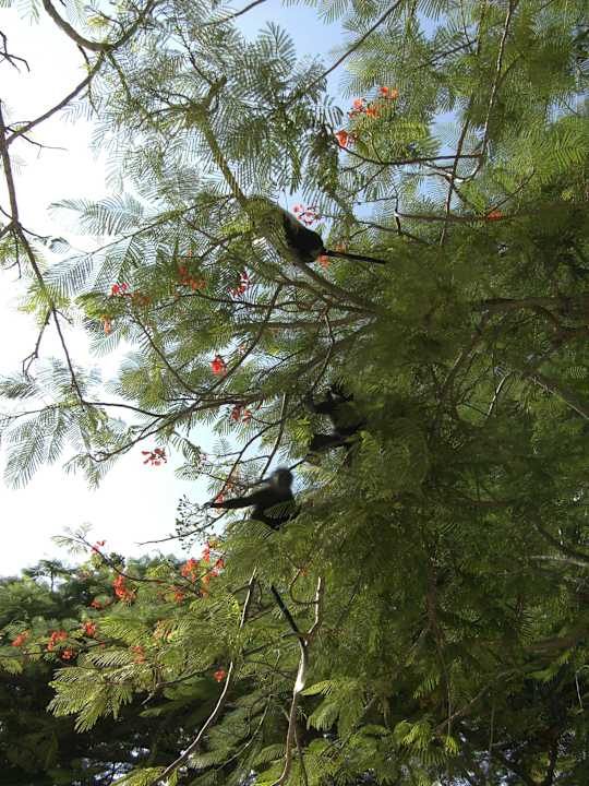 Garten Baobab Beach Resort & Spa