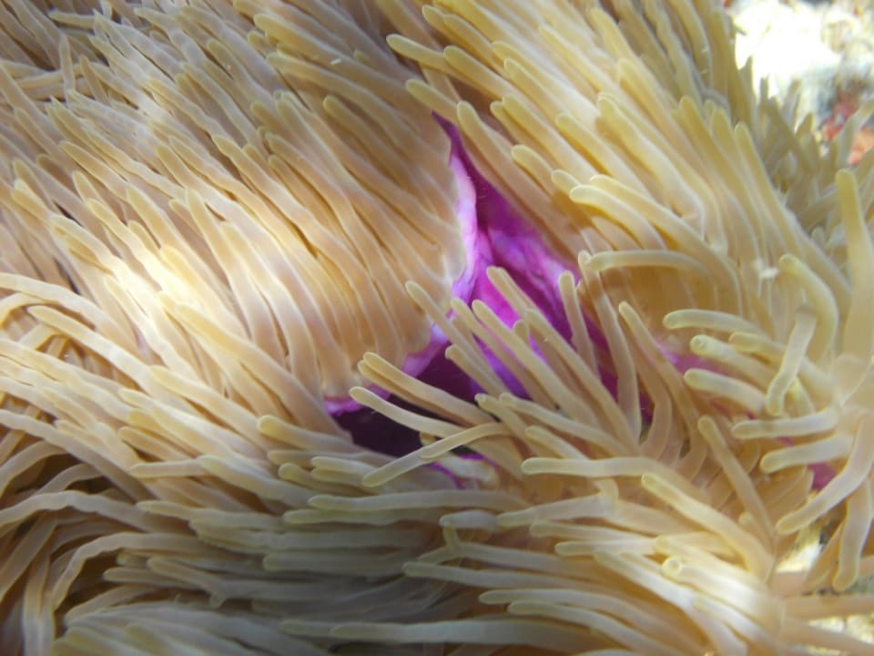 Unter dem Wasser Kihaa Maldives