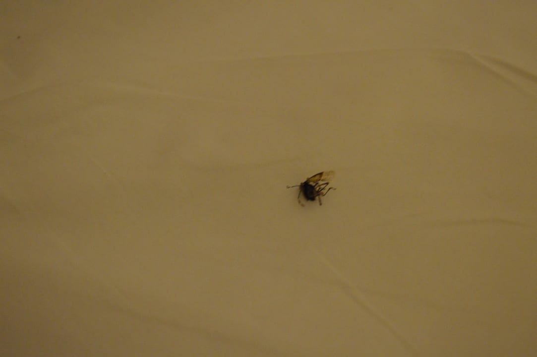 Die Insekten im Hotel! B&B Hotel Berlin Genshagen-Süd