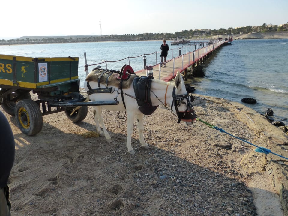 Mister Nice Tauchflaschen Transporteur Jaz Solaya