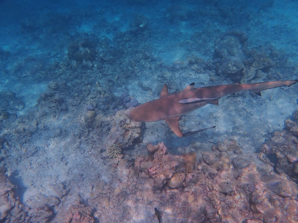 Sport & Freizeit Baros Maldives Resort