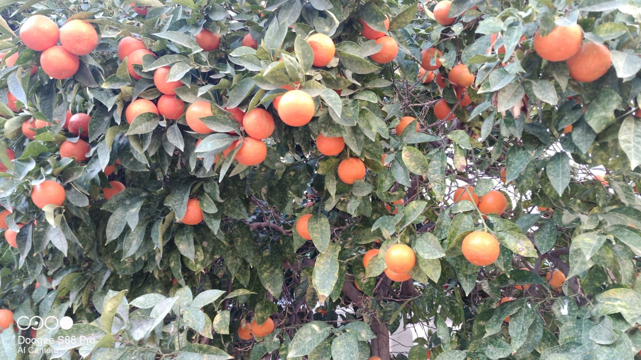 Gartenanlage Hotel Riviera