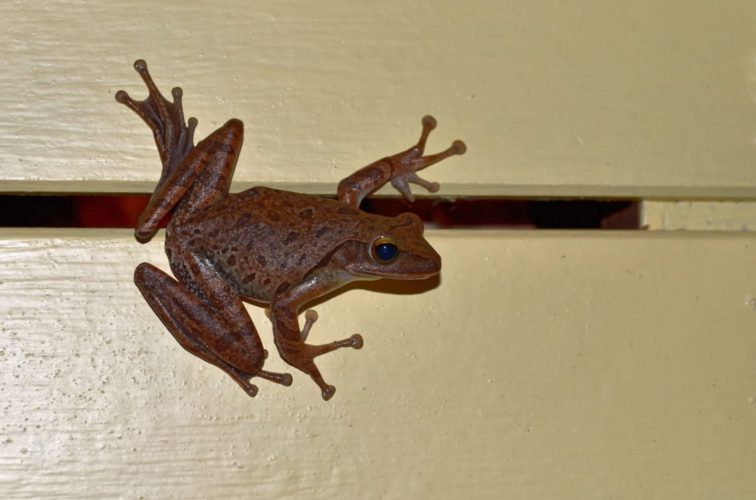 Frosch am Abend Moracea by Khao Lak Resort