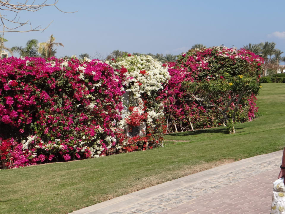 Weg zum Strand Steigenberger Aqua Magic
