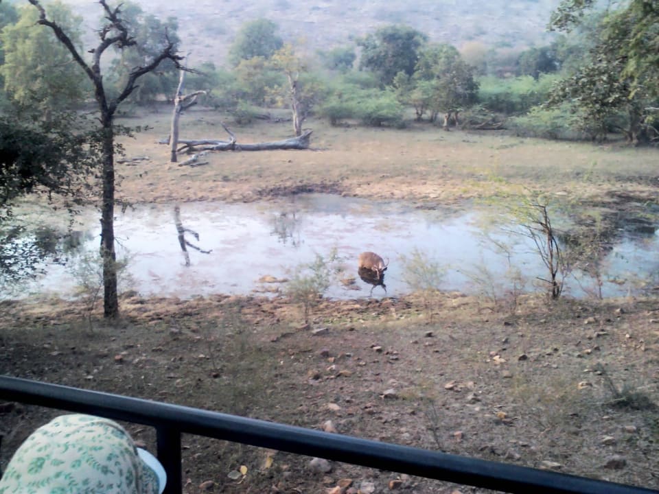 Safari auf der Suche nach dem Tiger Hotel Tiger Den Resort