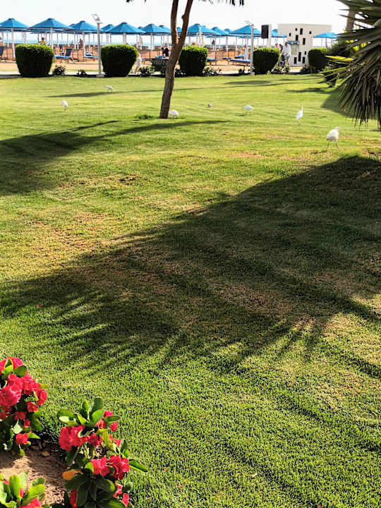 Gartenanlage Pickalbatros Dana Beach Resort - Hurghada