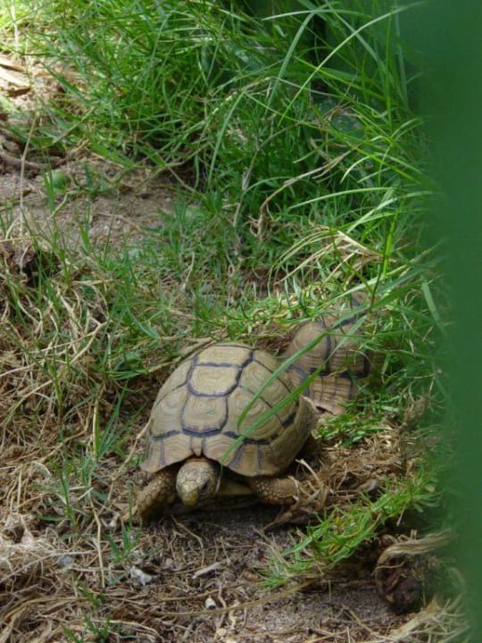 Schildkröten im Hotel Steigenberger Coraya Beach - Adults only