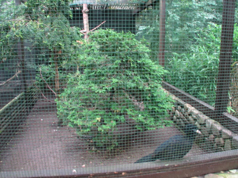 Tiere im Garten Pension Haus Ingrid