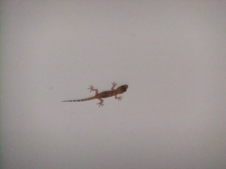 Niedlicher Hotelbewohner, nicht im Zimmer Pickalbatros Alf Leila Wa Leila Resort - Neverland Hurghada