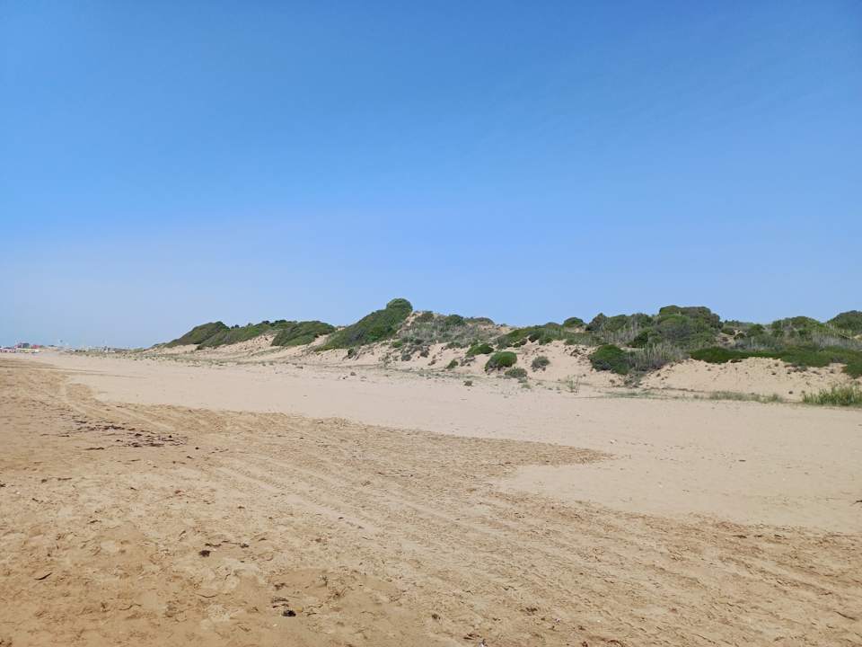 Strand Seashell Vega