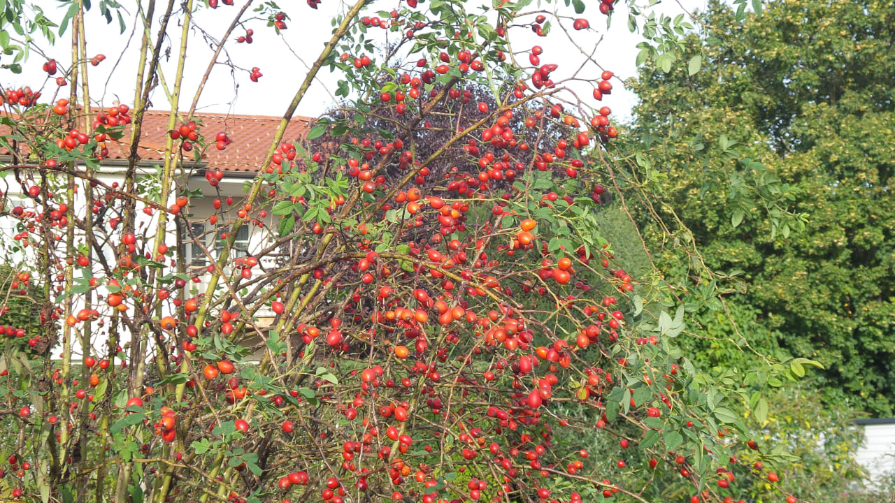 Außenansicht Bärnsteinhof Gasthof mit Herz