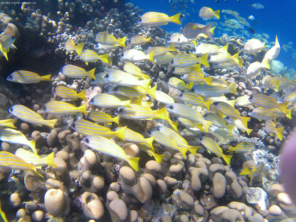 Sport & Freizeit NH Collection Maldives Reethi Resort