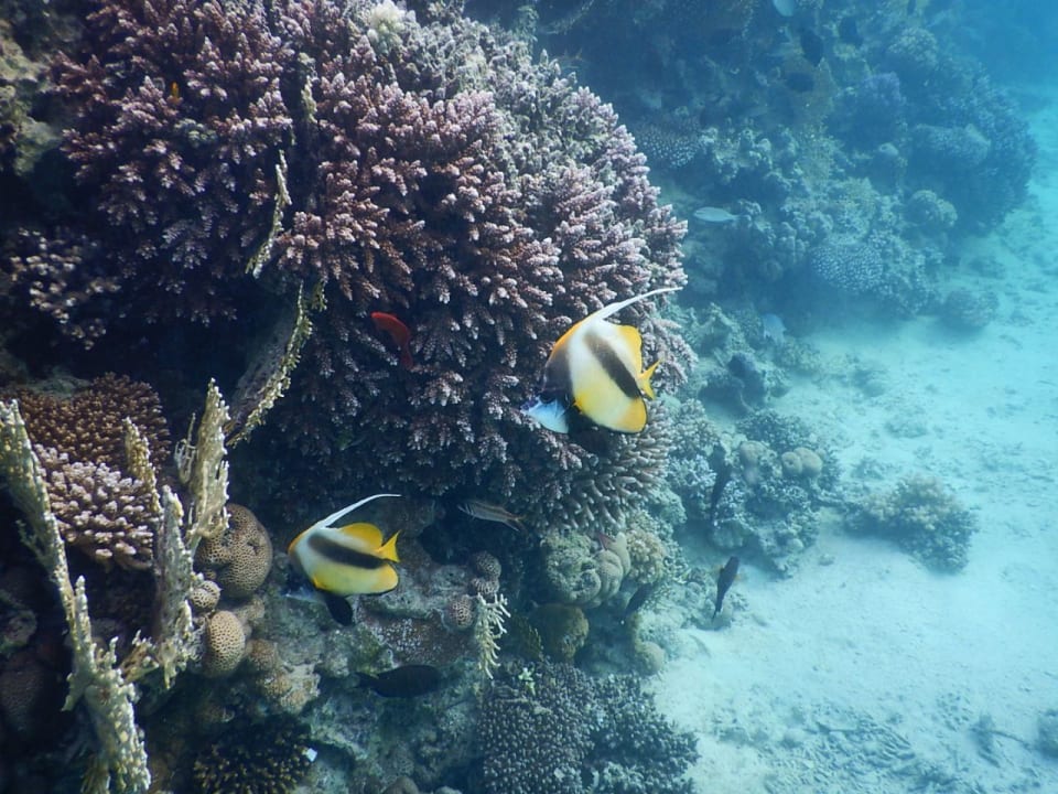 Strand Pickalbatros Aqua Blu Resort - Sharm El Sheikh