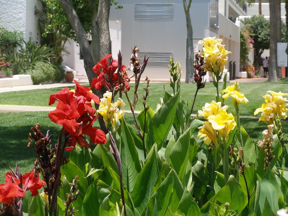 Hotelgarten ROBINSON JANDIA PLAYA