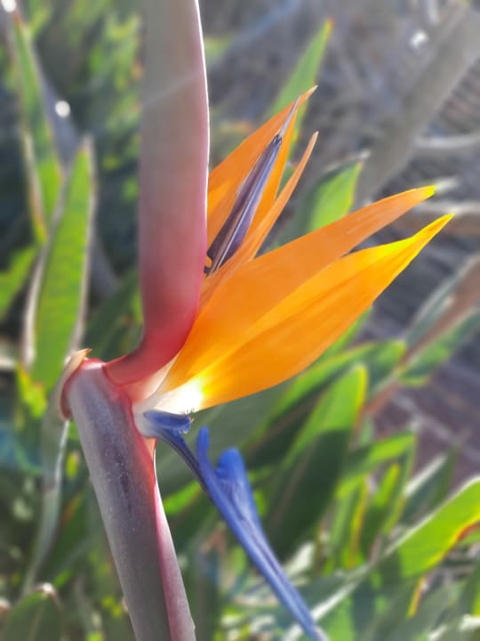 Gartenanlage Lopesan Baobab Resort