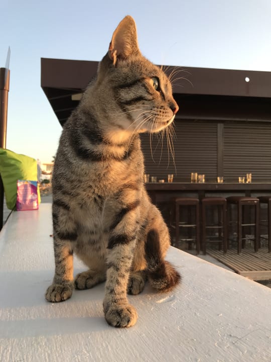 Gartenanlage Creta Maris Resort