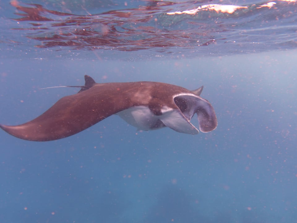 Strand Papua Paradise Eco Resort