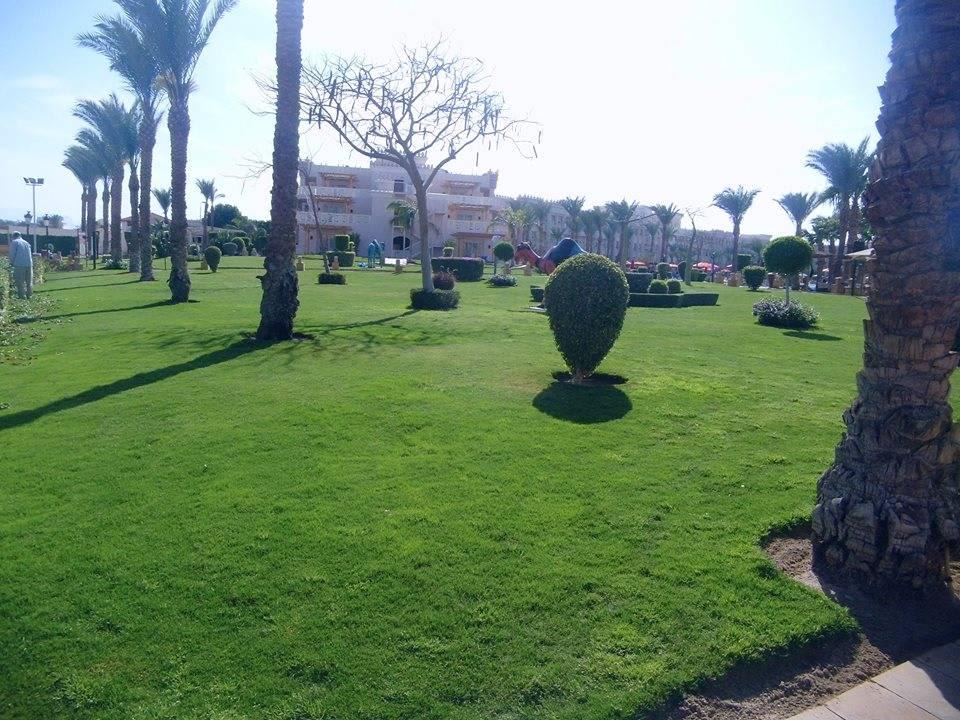 Albatros Palace  Pickalbatros Palace Resort