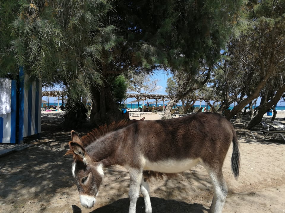 Sonstiges Apollonia Beach Resort & Spa