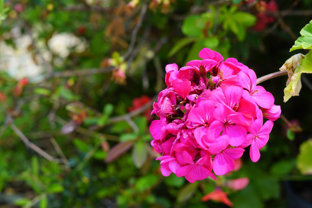 Gartenanlage Sunrock Corfu/Madalenas B&B