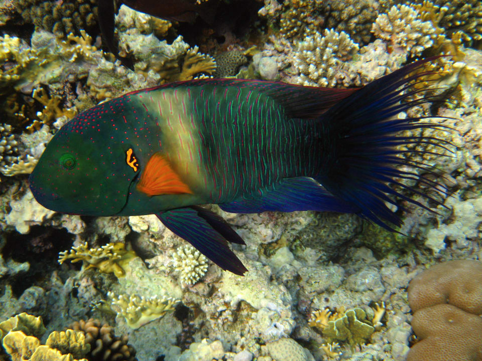 Schnorcheln im Grand Makadi Grand Makadi