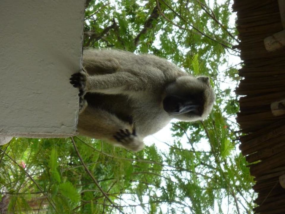 Die wohnen auch da Baobab Beach Resort & Spa
