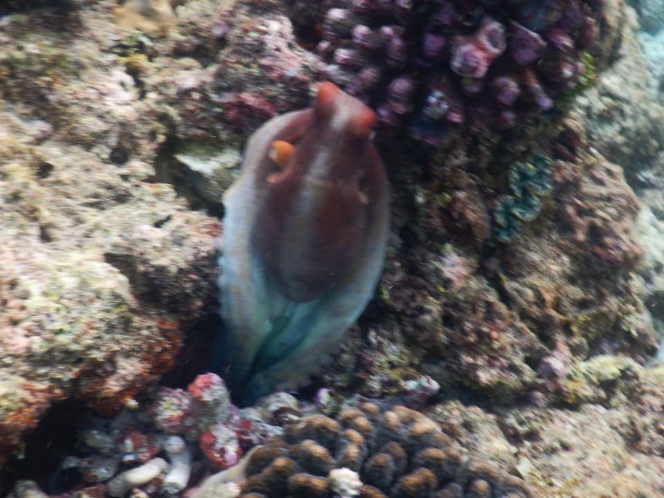 Sport & Freizeit NH Collection Maldives Reethi Resort