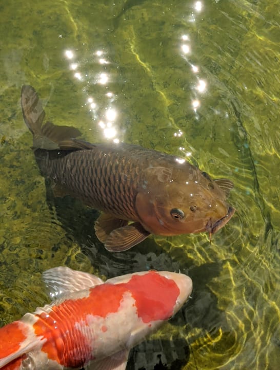 Gartenanlage Hotel & Spa Larimar