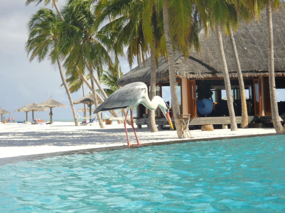 Piscine et oiseau Veligandu Maldives Resort Island
