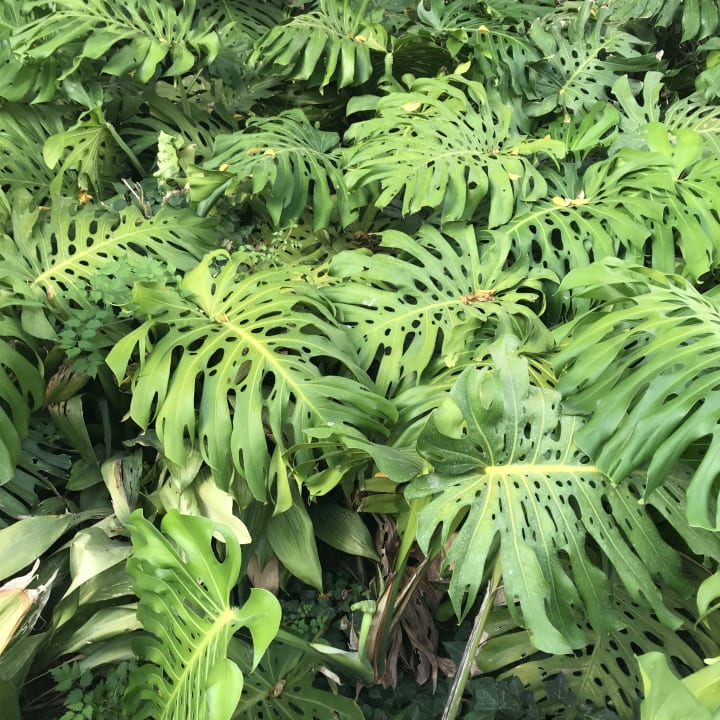 Gartenanlage Hotel Best Siroco